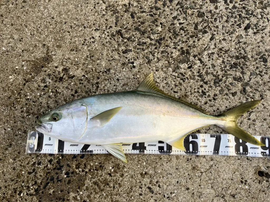 10/18(金)】弟子がヒラマサ？ブリマサ？を釣ったよ！そろそろデザイン